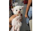 Adopt Zaniyah a White (Mostly) Domestic Shorthair (short coat) cat in Fort