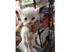 Adopt Zaid a White Domestic Shorthair (short coat) cat in Fort Walton Beach