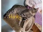 Adopt Hanky a Domestic Shorthair / Mixed (short coat) cat in El Dorado