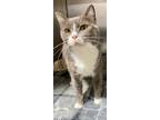 Adopt Giulia 2 a Domestic Shorthair / Mixed (short coat) cat in Fort Lupton