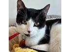 Adopt Elsie a Domestic Shorthair / Mixed cat in Port Washington, NY (35857404)