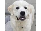 Adopt Willow a Great Pyrenees