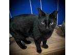 Adopt Liza a Domestic Short Hair