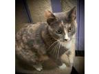 Adopt Clarise a Dilute Calico, Domestic Short Hair