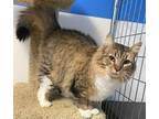 Adopt Annie Mae a Dilute Calico