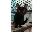 Adopt Sally a Domestic Short Hair