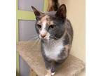 Adopt Candi a Dilute Calico