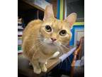 Adopt Millie a Domestic Short Hair, Tiger