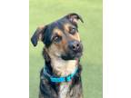 Adopt Shadow a Rottweiler, Coonhound