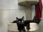 Adopt Cady a Domestic Medium Hair, Domestic Short Hair