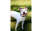 Adopt Polly a Pit Bull Terrier