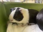 Adopt Delonge a Guinea Pig