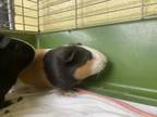 Adopt Hoppus a Guinea Pig