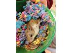 Adopt Smudge a Hamster