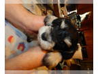 Schnauzer (Miniature) PUPPY FOR SALE ADN-755116 - Sadie Boy 5