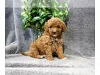 Goldendoodle (Miniature) PUPPY FOR SALE ADN-755009 - Adorable Mini Goldendoodle