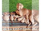 Weimaraner PUPPY FOR SALE ADN-755031 - AKC Weimaraner