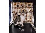 Adopt Yoko a Domestic Short Hair