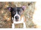 Adopt Sony a Pit Bull Terrier