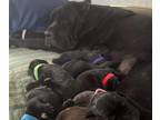 Cane Corso PUPPY FOR SALE ADN-755197 - Majestic Floppy Ear Puppies
