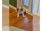 Cavanese PUPPY FOR SALE ADN-755070 - Cavalier King CharlesHavanese