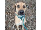 Adopt Samantha a Mixed Breed