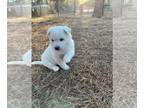 Jindo Dog PUPPY FOR SALE ADN-755179 - Pure Korean Jindo puppy