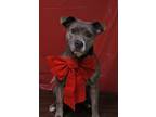 Adopt Sophie Sue a Pit Bull Terrier