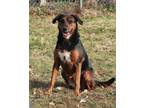 Adopt Jasmine a Coonhound, Labrador Retriever