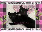 Adopt Penelope & Pixie - COURTESY LISTING FOR OWNER a Domestic Short Hair