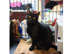 Adopt Peri a Domestic Short Hair