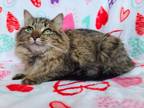 Adopt Aphrodite a Domestic Long Hair