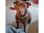 Adopt Ruby Do a Pit Bull Terrier, Mixed Breed
