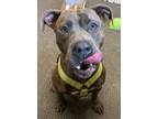 Adopt Java a Pit Bull Terrier, Mixed Breed