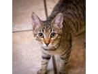 Adopt Frostine a Domestic Short Hair