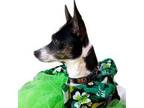 Adopt Etta a Rat Terrier