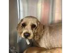 Adopt Poppy Seed a Cockapoo