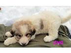 Adopt Cho a Great Pyrenees