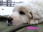 Adopt Ginny a Great Pyrenees