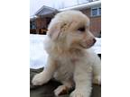 Adopt Hermione a Great Pyrenees