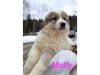 Adopt Molly a Great Pyrenees