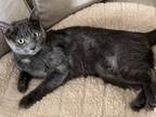 Adopt ASHLEY a Russian Blue, Domestic Short Hair