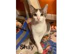 Adopt SHAY a Domestic Short Hair