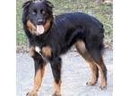 Adopt Luna a Australian Shepherd