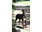 Adopt BIG LIL HARLEY a Great Dane