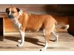 Adopt RED BONNIE a Australian Shepherd, Boxer