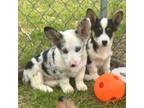 Cardigan Welsh Corgi Puppy for sale in Gentry, AR, USA