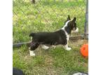 Cardigan Welsh Corgi Puppy for sale in Gentry, AR, USA