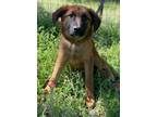 Adopt Sable a German Shepherd Dog, Belgian Shepherd / Malinois
