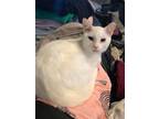 Adopt Miss White a Siamese, Domestic Short Hair